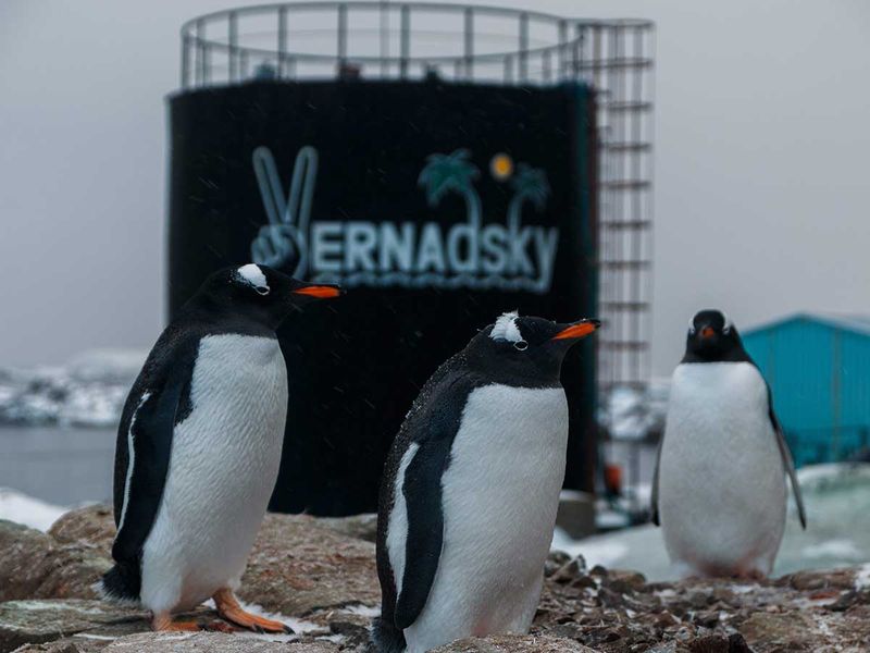 Antarctic mission penguins Ukraine team