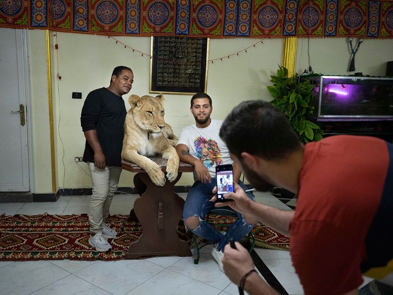 Lions_at_Home