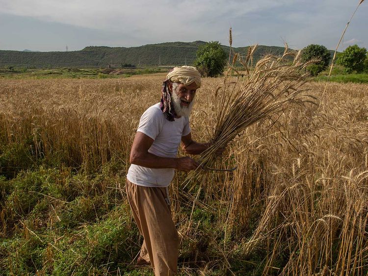 How will COVID-19 affect Pakistan farmers, food system? | Pakistan – Gulf  News