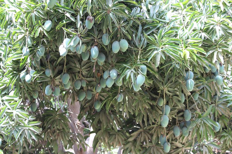 Pakistan mangoes