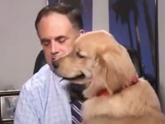 Brody, the dog, crashed a weatherman's forecast from his home office amid lockdown