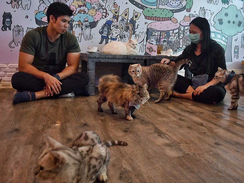 Clawing back normality Bangkok cat  cafe  reopens after 