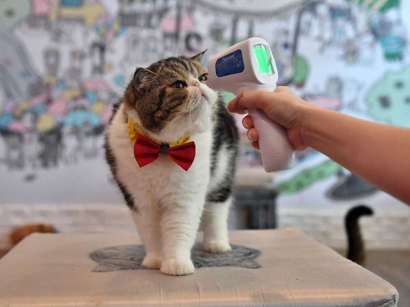 Clawing back normality Bangkok cat  cafe  reopens after 