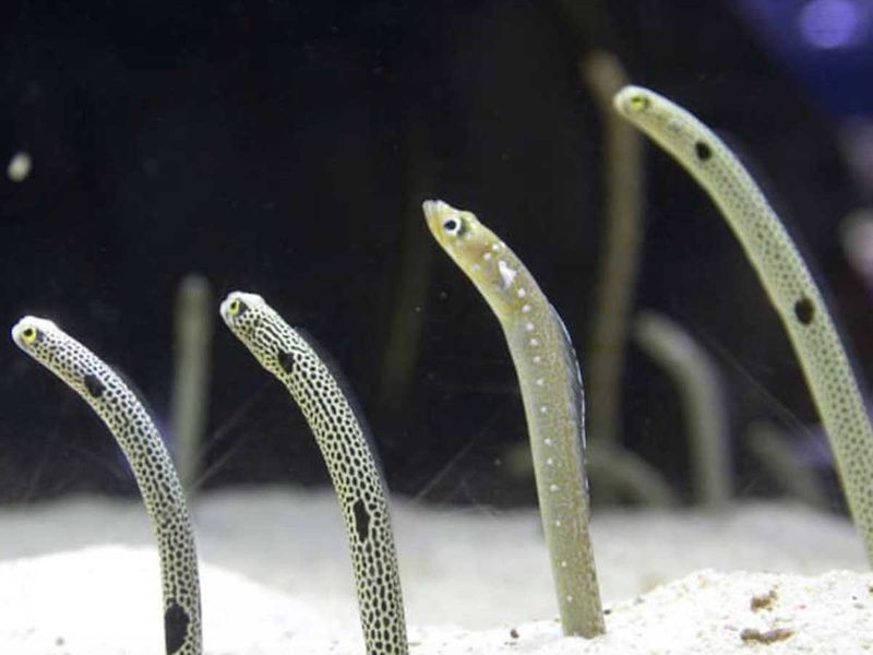 Eels at Sumida Aquarium