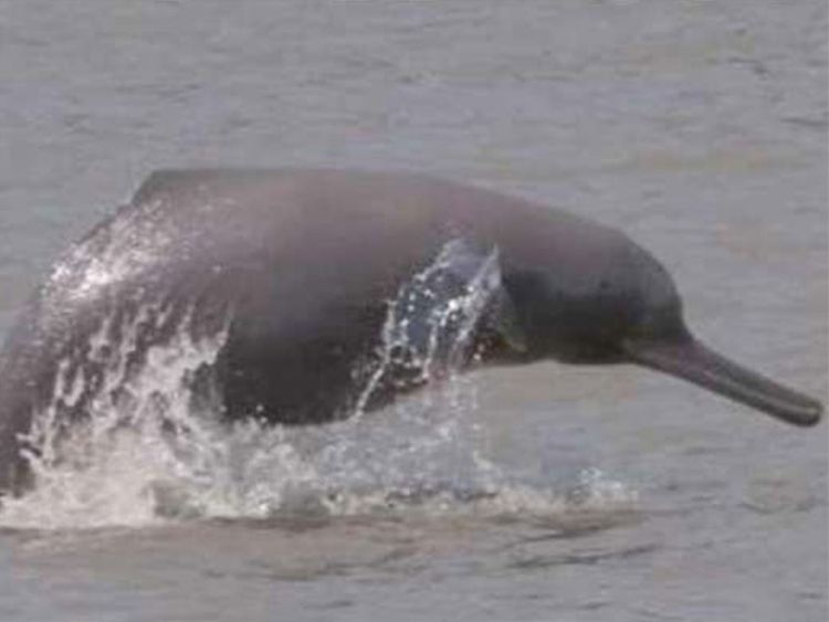 As dolphins return to Kolkata, Bengal men torture one on camera