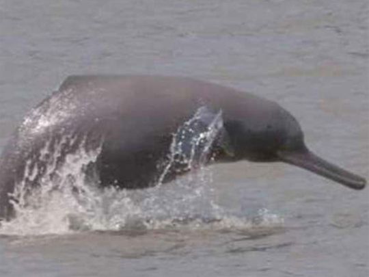 South Asian river dolphins