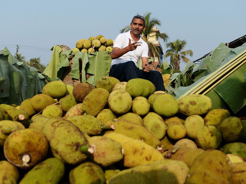 India's 'superfood' jackfruit goes global