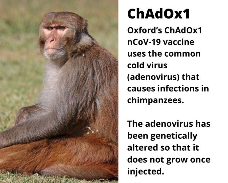 Vaccine monkey 091 Oxford’s ChAdOx1 nCoV-19 vaccine uses the common cold virus (adenovirus) that causes infections in chimpanzees. 