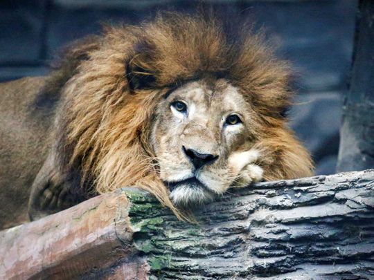 Raja, a 17-year-old African lion