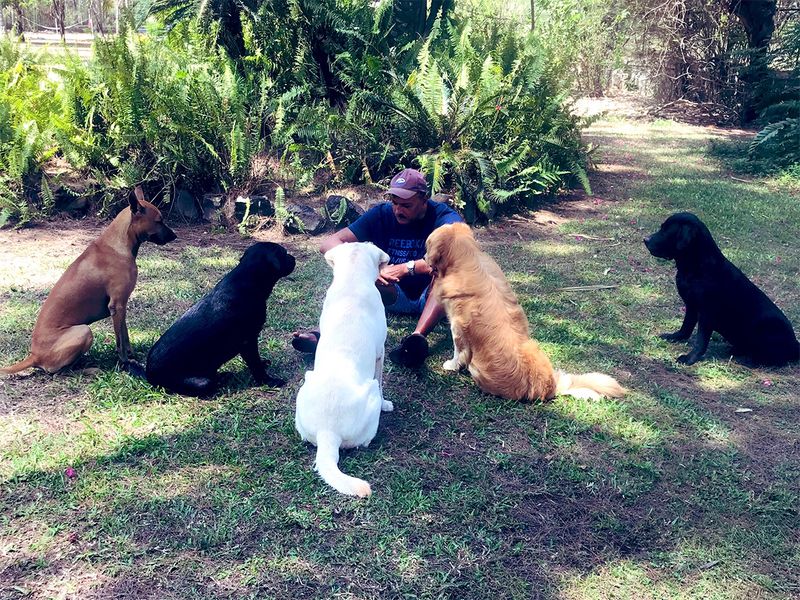 Ravi Shastri's 'social distancing huddle' with dogs wins over internet
