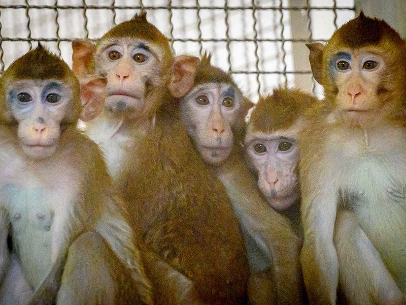 20200525 monkey trials
