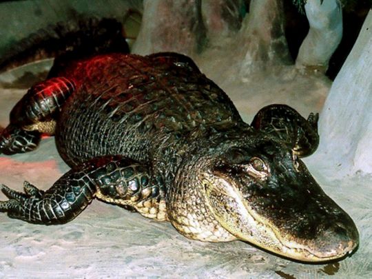 Mississippi alligator 