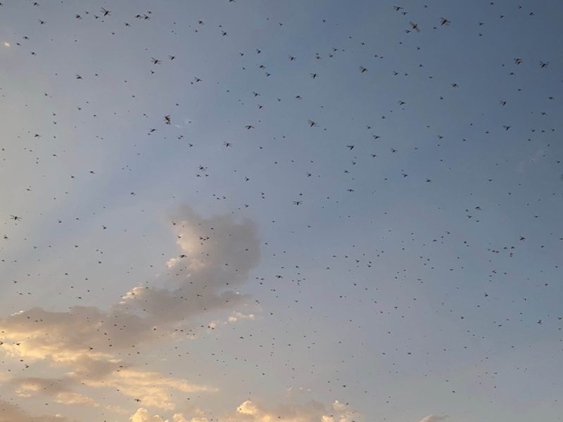 NAT locusts swarm 1-1590499943105