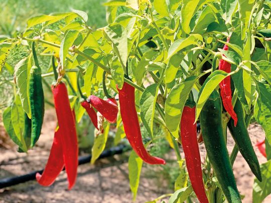 Aranya Farms red chillies