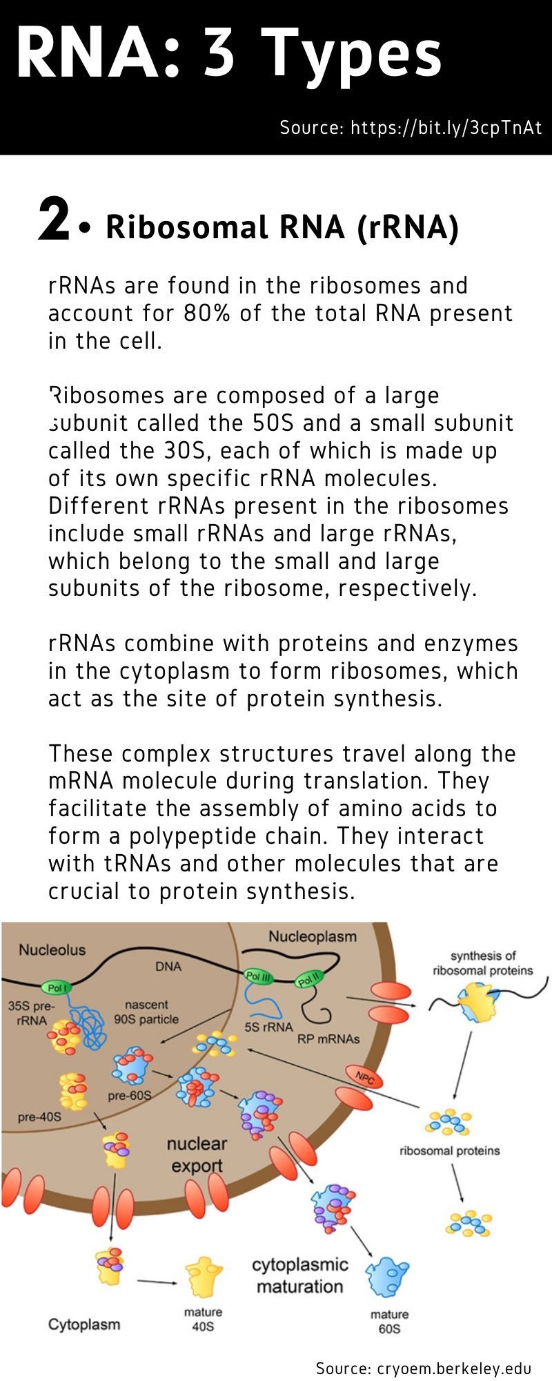 rRNA type