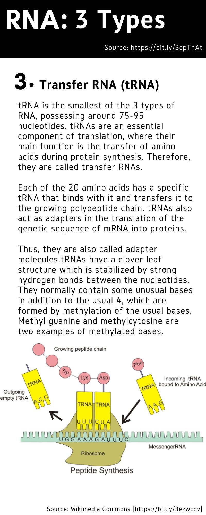 transfer RNA tRNA