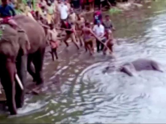 Dead elephant Kerala