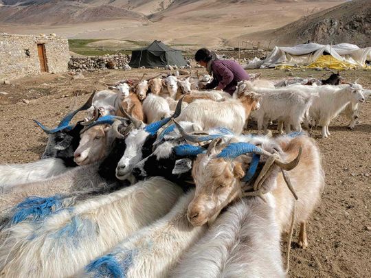 Cashmere wool goats Ladakh