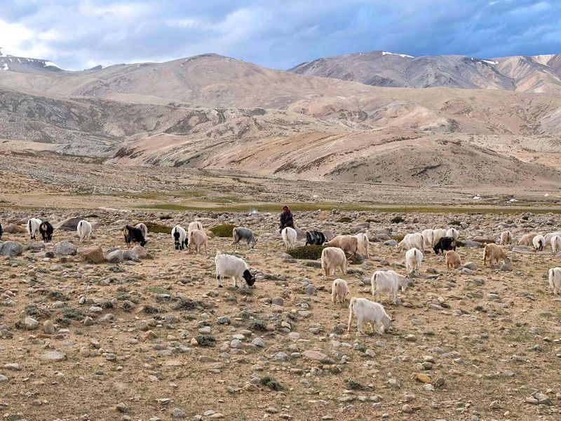 Shepherd wool cashmere Ladakh goats