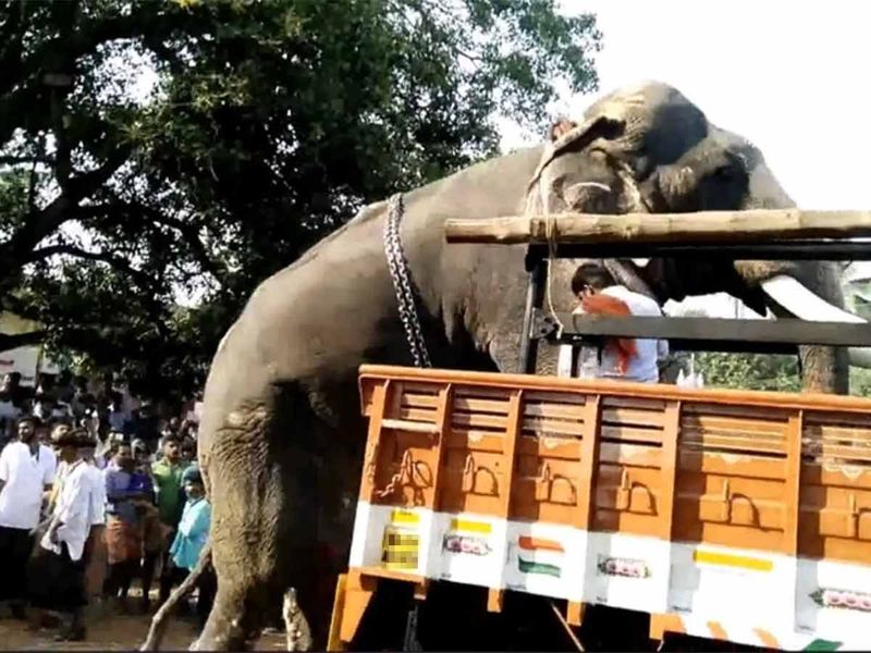 Elephant on a truck 