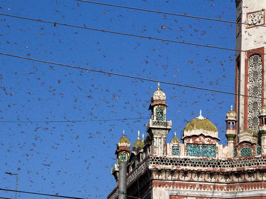Pakistan fights locusts
