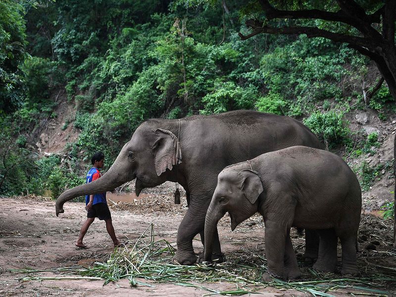 Thai elephants' mass migration