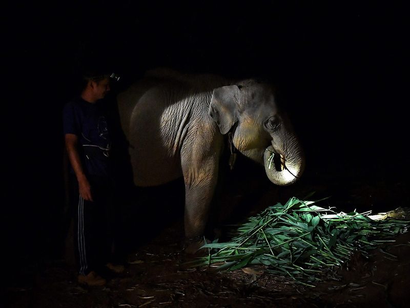 Thai elephants' mass migration