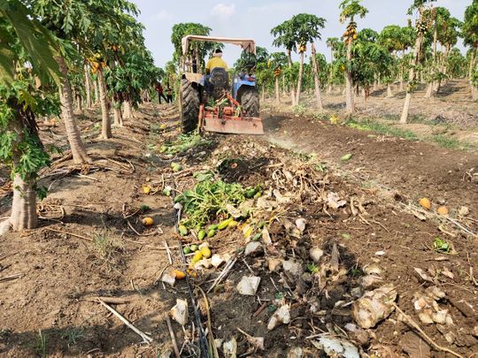 India: Upset over economic loss, Chhattisgarh farmer destroys papaya, banana crops