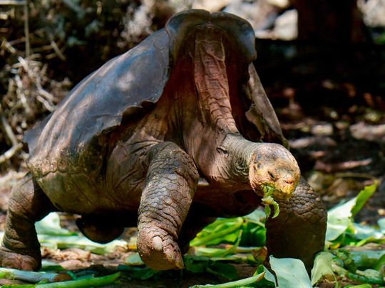 Diego, a giant tortoise, galapagos ecuador