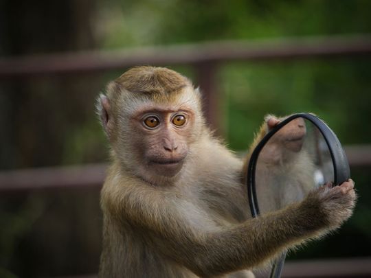 India: Viral video of a monkey killed by hanging in a Telangana village, to  warn other monkeys, sparks outrage on Twitter | India – Gulf News
