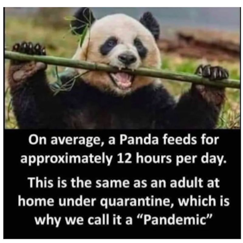20200618 panda meme