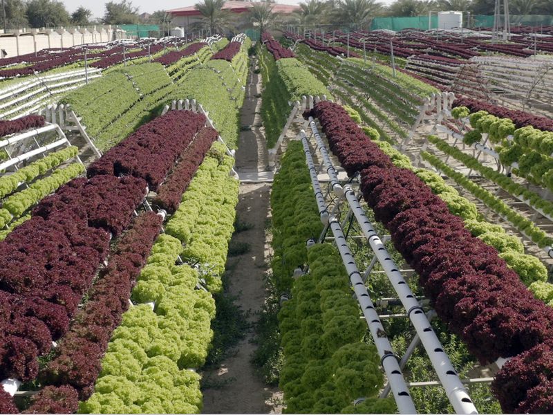 NAT UAE modern farming 02-1592635718452
