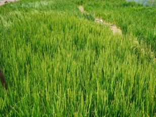 NAT rice field in Al Dhaid_Sharjah-1592635713862