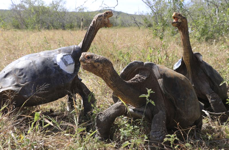 Copy of Ecuador_Galapagos_Tortoises_Released_36371.jpg-05def-1592736890647