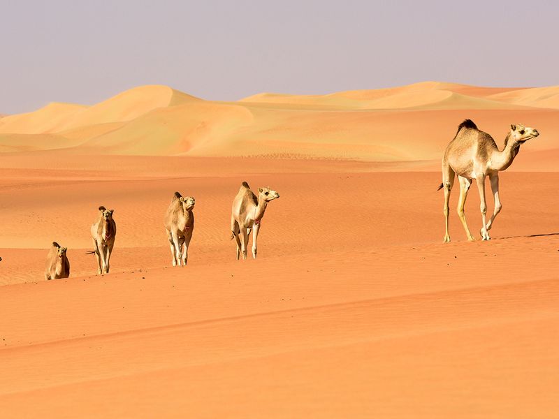 UAE Desert