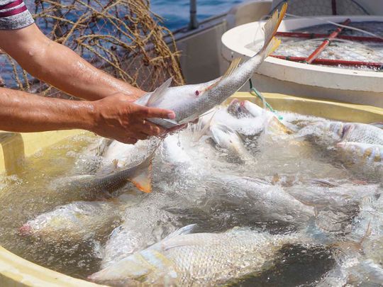 How UAE strengthens its fisheries