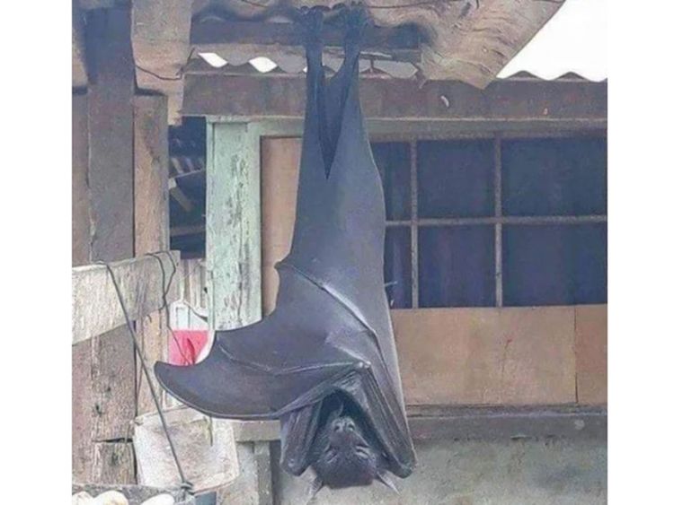 Picture Of Human Sized Bat From The Philippines Goes Viral Netizens Spooked Out Asia Gulf News