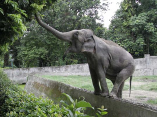 20200701 elephant