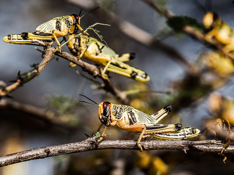 Locusts in Kenya