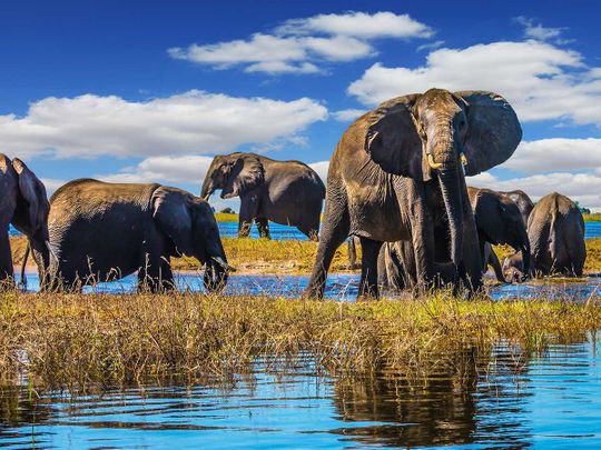 Botswana elephant