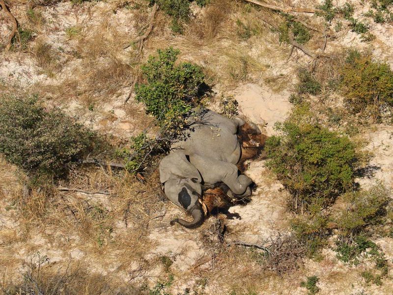 Photos The Mysterious Deaths Of Botswana Elephants News Photos Gulf News