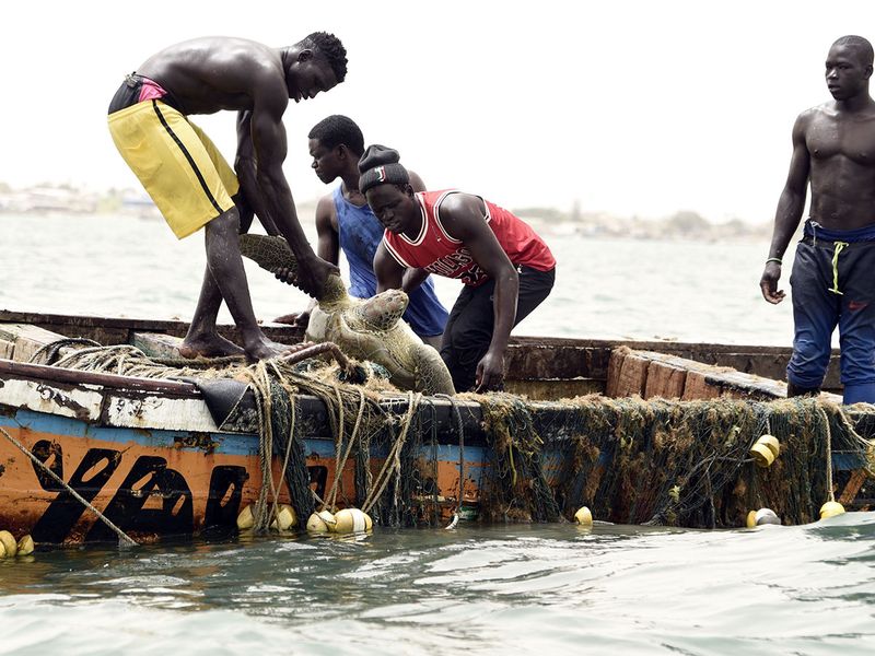 Sea turtles find protection from Senegal fishermen
