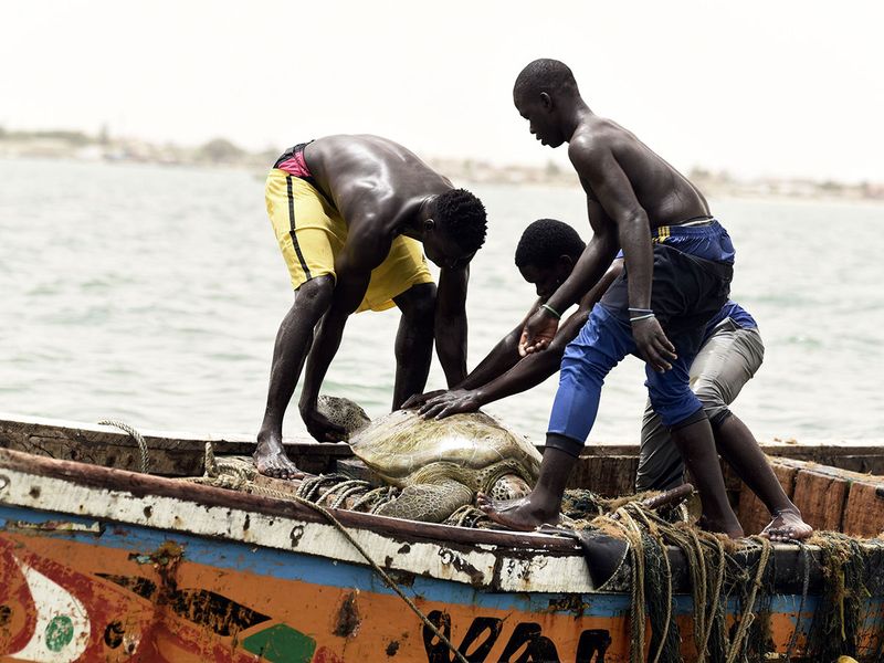 Sea turtles find protection from Senegal fishermen