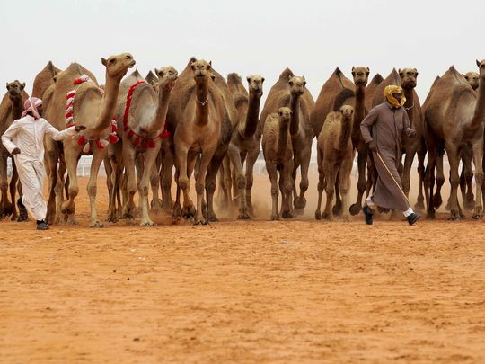  Saudi camel