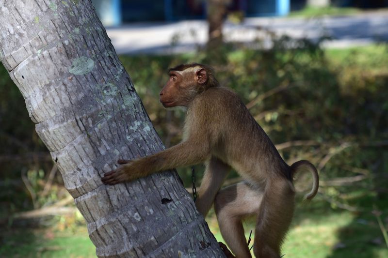 Copy of web 200709 macaque monkey 3-1594283374611