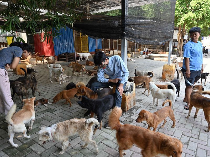 COVID-19: Indonesia 'dog doctor' rescues canines from pandemic peril