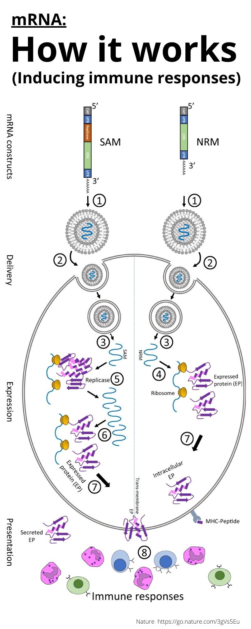 How it works mRNA
