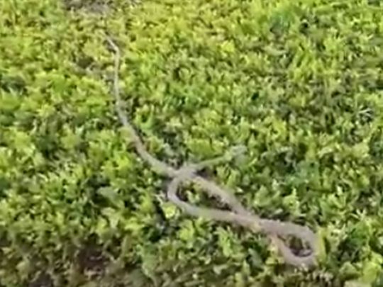 Snake spotted in Dubai's Mushrif Park 