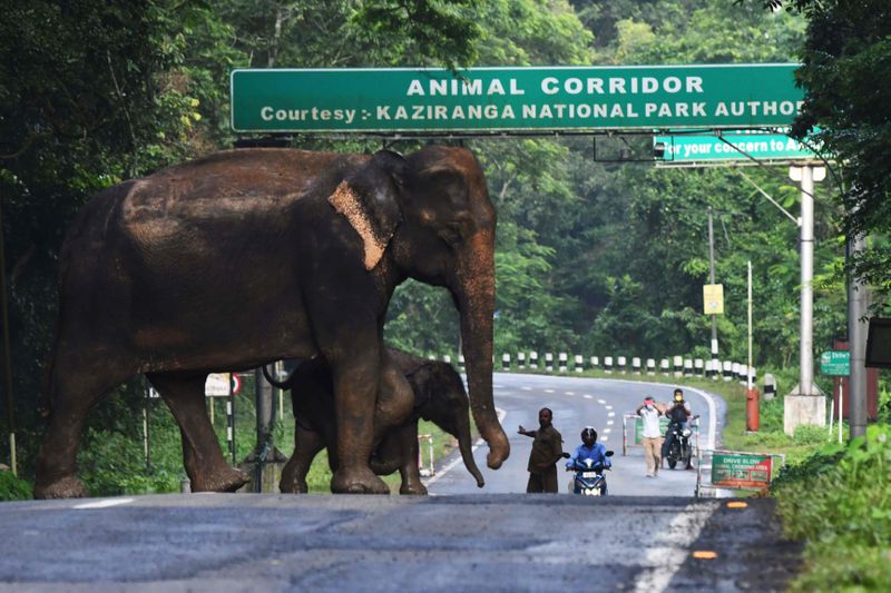 Assam floods: 96 animals die at Kaziranga National Park | News-photos –  Gulf News