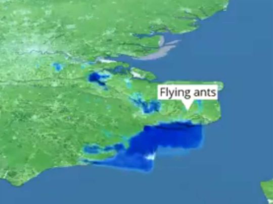 20200720 flying ants